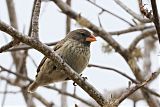 Medium Ground-Finch